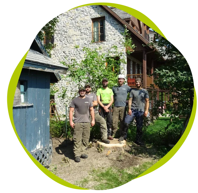 Larbre Celte Abattage Chateaugiron Abattage A Chateaugiron 1